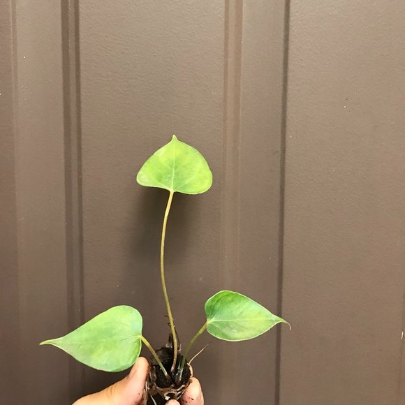 Anthurium "Red Heart" Flamingo Flower - Starter